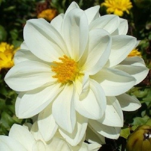 NUOVO! 15+ bianco puro SEMI dalia (MIGNON):Seeds