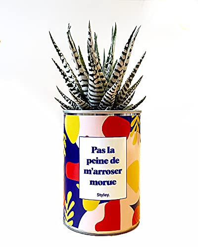 Styley - Pas la peine de m'arroser morue - Plante grasse et cactus en pot - plante d'interieur - Fasciata - Idéal Cadeau de Noël