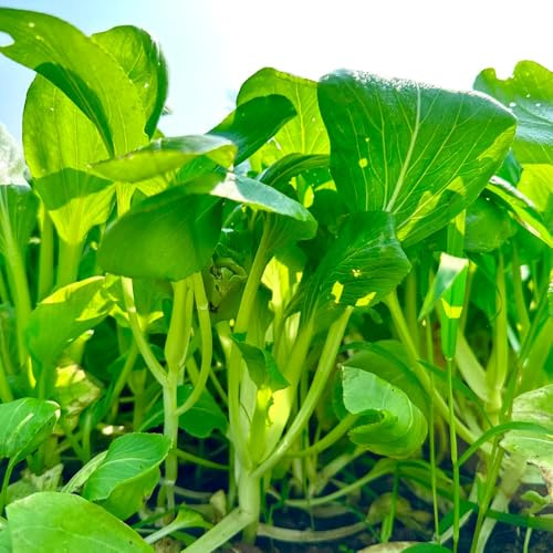 semillas de pak choi antiguas variedades de mostaza china invernaderos balcón jardín balcón jardín resistentes en interior 300pcs