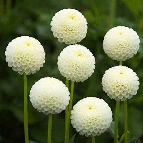 Sumpf frisch 50 Stück Dahlie (keine Zwiebeln) Blumensamen zum Pflanzen von Weiß