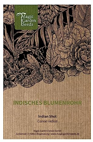 Indisk blomsterrör (Canna indica) - ca 5 frön