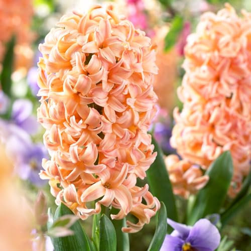 Bulbes Jacinthe Gipsy Queen - 15 Bulbes de Fleurs à Planter Exterieur - 3 Couleurs Plantes Vivaces Exterieur - Parfumées - Rustique - Naturelle Plantes de Hollande (pas de graines)