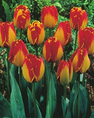 Tulpen Banja Luka Tulpenzwiebeln (10 Blumenzwiebeln)