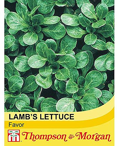 Vegetable Seed - Salad Leaves Lambs Lettuce Favor – Hardy Annual – Weather Tolerant - Easy to Grow – Kitchen Garden – Allotment – Grow Your own –1 Packet (450 Seeds) by Thompson and Morgan