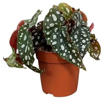 Begonia Maculata Natural Planta Tropical de Fácil Cuidado