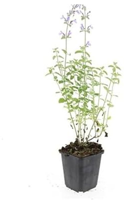 Kattmynta – Nepeta faassenii Walker's Low – lättskött perenn – 9 cm kruka – set med 6 växter