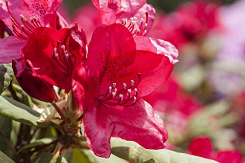 Rhododendron Hybr. 'Hachmanns Feuerschein' 60-70 cm - Rhododendron, leuchtend rote Blüten, Blütezeit Mai-Juni, ideal für halbschattige Standorte, winterhart