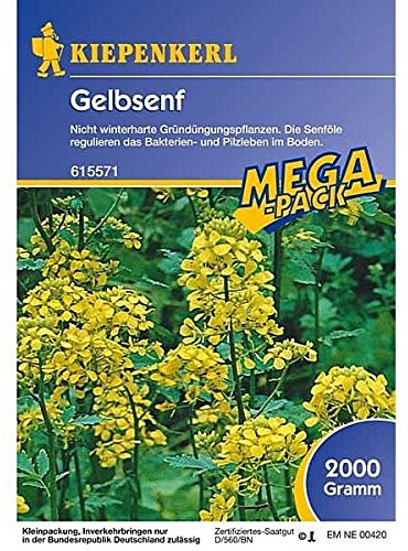 Kiepenkerl Gelbsenf | winterharter Gründünger | lockert den Boden | 1 Packung Samen