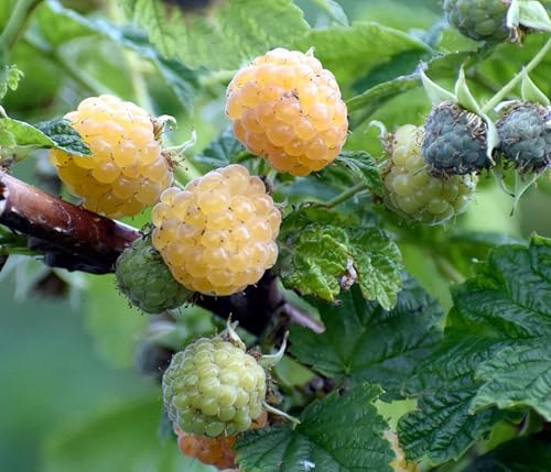 Dehner Bio Himbeere Sugana® Twotimer®, strauchförmige Selbstbefruchter-Sorte, 30-50 cm exkl. Pflanztopf, gelbe süsse Früchte, Beerenstrauch