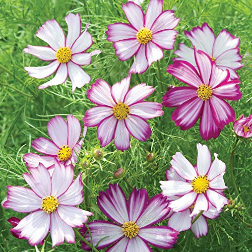 Suttons Cosmos Seeds - Tip Top Picotee, Flower Seed, Approx. 30 Seeds per Pack, Grow Your Cosmos Plants from Seed, Ideal for Beds and Borders