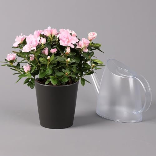 Azalee rosa gefüllt in Keramiktopf Dallas anthrazit, Topf-Ø 12 cm
