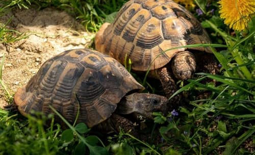 500g Schildkröten Samenmischung für Futterpflanzen Gräser, Kräuter, Blumen inkl. Aussaat Anleitung