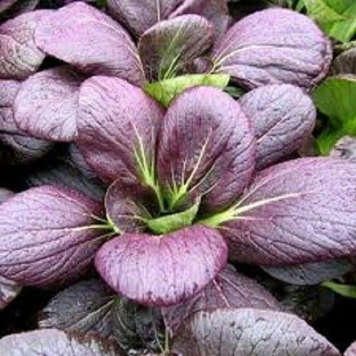 Buy4seeds 200 Seeds Vegetable Pak Choi Red F1 Rubi Min Oriental Useful for Garden and Outdoor