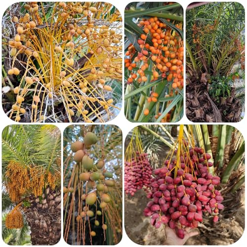 semi di palma da dattero - giardino in vaso rialzate di da balcone varietà biologiche tradizionali resistenti al pieno sole copertura del 40pcs