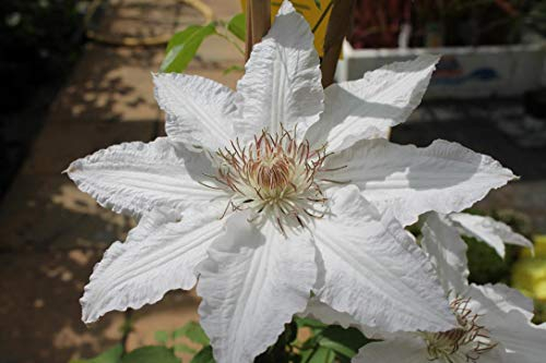 Clematis Hyde Hall®™ Evipo 009 (N) (60-100 cm) - weiße Waldrebe mit sehr großen Blüten