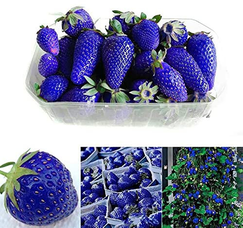 Somerway Graines de Fraises Bleues 50Pcs Graines de Fruits pour la Plantation de graines de Baies nutritives à Haute Germination Productive Fructification Naturelle Fournitures de Ferme Bleu