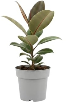 DECOALIVE Planta de Interior Robusta Natural Ficus Elastica Robusta Maceta de 12 cm de Diámetro Altura 30 cm