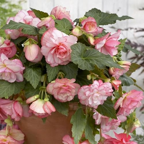 Hängebegonie Rosa | 3 Stück | Knolle | Topfpflanze | Geeignet für Kübel | Rosa | 100% Blütegarantie | QFB Gardening