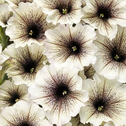 100 semillas de petunia blanca