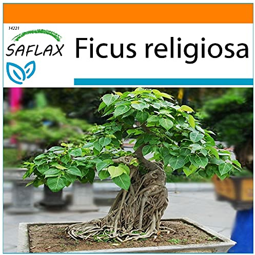 SAFLAX - Garden in the Bag - Bonsai - Buddha Fikon/Bodhi Träd - 100 Frön - Med underlag i en passande resväska - Ficus religiosa