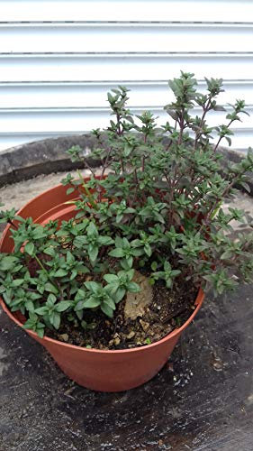 Thym D'hiver En Pot De 1 Litre