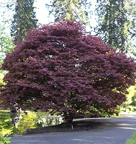 Roter Fächerahorn 30-40cm - Acer palmatum Atropurpureum - lebende Gartenpflanze aus den Baumschulen