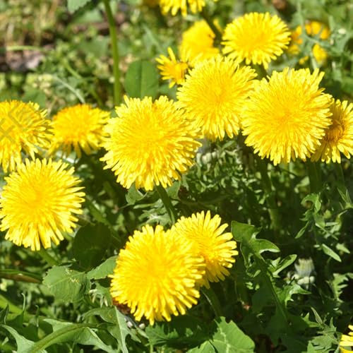 1000Pcs Graines de Pissenlit Fleurs Riche en Nutriments Parfum Naturel Idéal pour Jardin Balcon et Cadeau