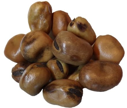 Féverole d‘Hiver Bio - Vicia Faba L. (Engrais Vert) SEM02 (Variété Diva : 100 grammes)