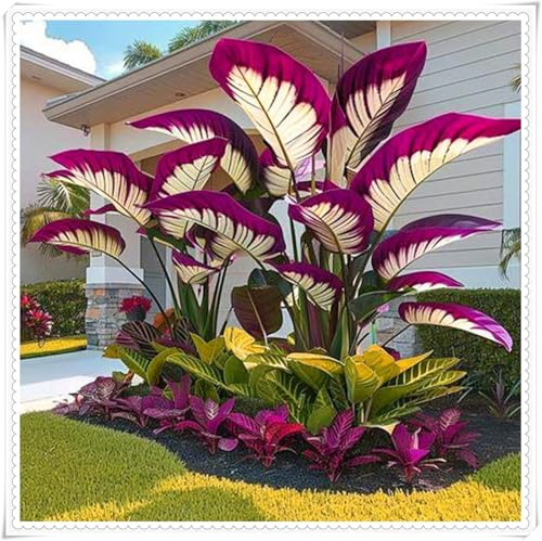 Mehrjährige Blumenzwiebel ist winterhart, Blumenzwiebel Mix, Winterhart zwiebeln, Winterhart pflanzen, Mysteriöse magische Glühbirne-3 Elefantenohr knolle