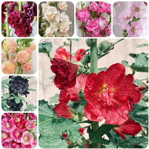 semi di malvarosa perenne resistente, malvarosa, perenni, decorazione autunnale per aiuole rialzate, resistenti 150pcs