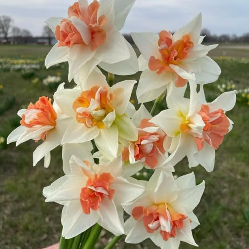 Narciso bulbi,Piante perenni,Narciso pianta vera,resistenti al freddo,Tagliare,Facile da curare(non artificiali)-8 bulbi-B