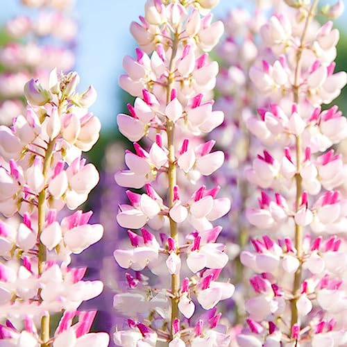 semillas de altramuzsemillas de jardín rocas decoración sala estar bonsái interior decoración primavera semillas silvestres, siembra otoño prados silvestres 100pcs