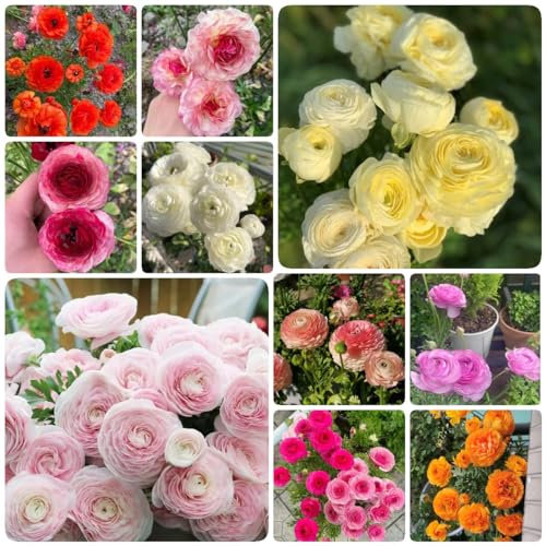 20 Pcs Ranunkeln Zwiebeln Winterhart - Ranunculus Japonicus - Deko Blumen, Topfpflanzen Echt Butterblumen Blumenzwiebeln, Ranunkeln Pflanzen Knollen, Frühlingsblumen Zwiebeln, Zimmerbonsai