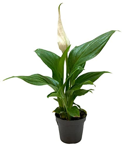 Lirio de la Paz Mini Spathiphyllum Planta Natural con Flores Blancas