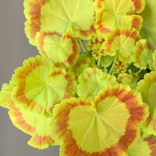 30 pcs Geranien Samen Hängend Mehrjährig - blumensamen bienenwiese mini gewächshaus fensterbank Geranien Samen - Pelargonium hortorum wildblumenwiese, kletterpflanzen winterhart schnellwachsend