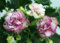 Portal Cool Violetta Africana Saintpaulia Le Roza Vetrov/Le Rose dei Venti della pianta del Bambino Plug Raro:Seeds Only