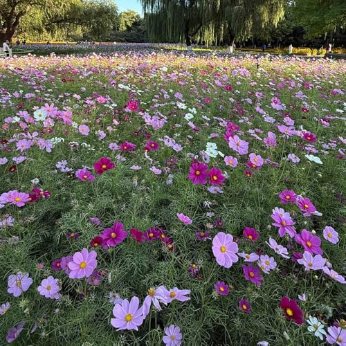 semi di campo perenni, rampicanti resistenti, biologici di campo copertura del terreno, perenne da giardino 1000pcs