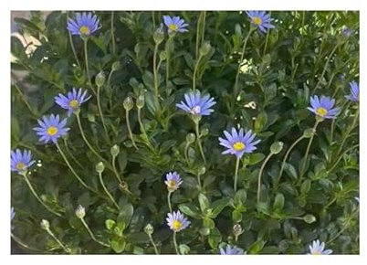 Pcs - 10x Felicia Amelloides Bleu Marguerite Jardin Plantes - Graines B920 - Seeds & Plants Shop by Ipsa