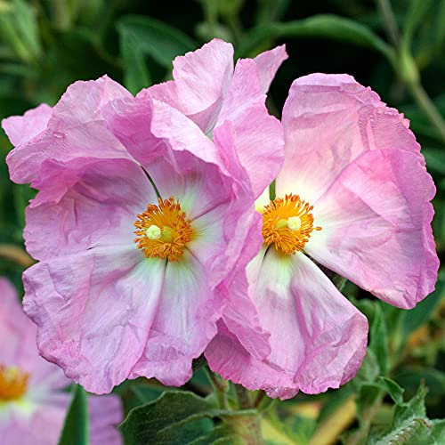 Cistus Silver Pink - Rock Rose - Evergreen Potted Bushy Garden Shrub Plant in Pot (9cm Pot, 15-25cm)