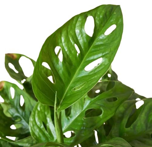Planta de Adán Natural Monstera Obliqua de Interior para un Ambiente Exótico y Tranquilo