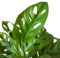 Planta de Adán Natural Monstera Obliqua de Interior para un Ambiente Exótico y Tranquilo