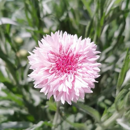 semi di fiordaliso, giardino perenni resistenti, selvatici, varietà 800pcs