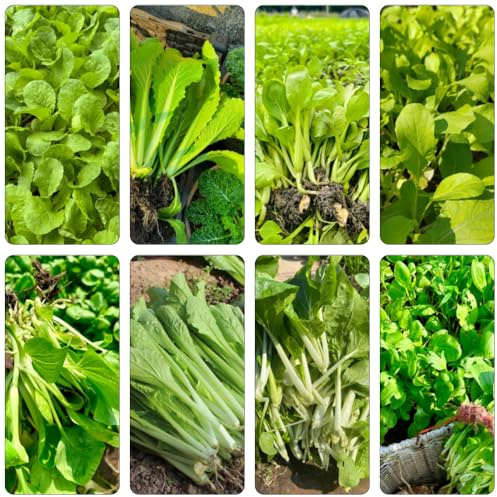 pak choi dekopflanzen pflanzensamen pflanzenkübel gemüsesamen alte sorten balkon hochbeet zimmerpflanzen hochbeet balkon dachbegrünung balkonpflanzen winterhart zimmerbonsai bonsai 500samen