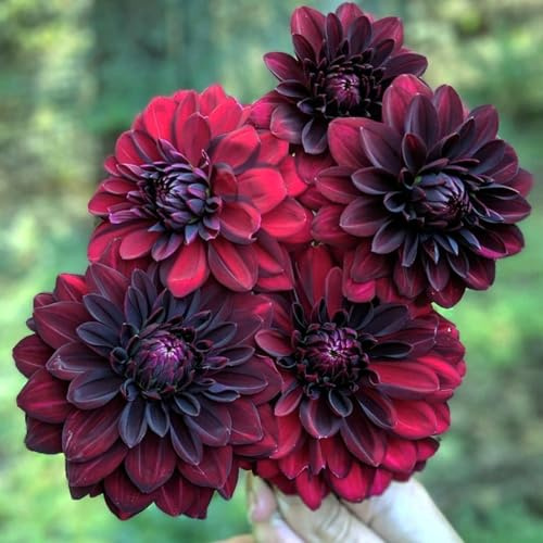 Dalia bulbi,piante Resistenti perenni,bulbi da fiore a fioritura,adatti per la semina immediata,Dalia pianta vera(non artificiali)-4 bulbi-E