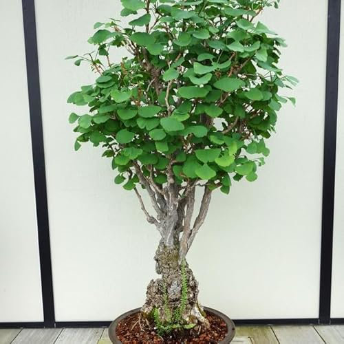 Ginkgo Biloba Bonsai Tree Seeds - 5 Rare Medicinal Seeds for Indoor Houseplant