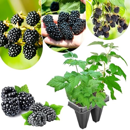 Pack 2 BlackBerry Plants Live, 4-8 Inch Tall, Navaho Thornless Blackberries Fully Rooted High Yield Berry Plants for Outdoor Planting