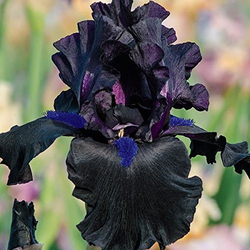 Anvil of Darkness Black Bearded REBLOOMING IRIS (1) Rhizome/Bulb/Root Ready for Planting Now