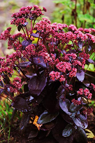 Sedum telephium 40 Samen- Purpur-Fetthenn 'Emperors' Wave'