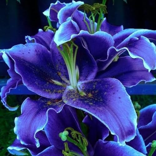 Lilium martagon zwiebeln,winterharte,lilien deko,lilien im topf,lilie riesen,lilien zwiebeln forever susan,lilie,duft lilien,lilien knollen,lilien zwiebeln winterhart mehrjährig.-4 zwiebeln-E