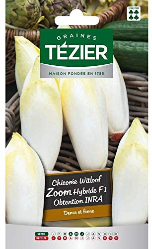 Tezier - Chicorée de Bruxelles Zoom HF1 obtention INRA